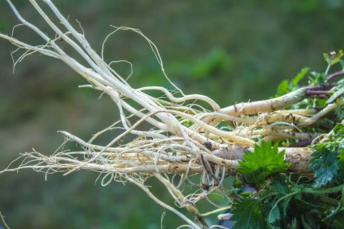 Dried brown herbal roots gathered beside fresh serrated green leaves